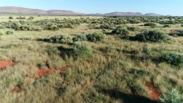 Flygfoto Afrikansk Savann Med Utspridda Träd Och Gräs Röd Kalahari — Stockvideo