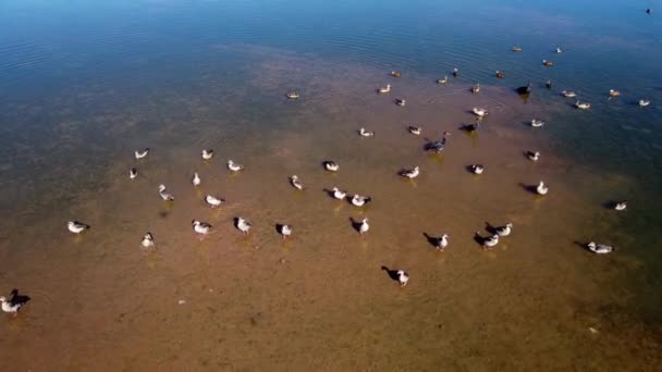 Schwarm Ägyptischer Gänse Alopochen Aegyptiacus Und Anderer Wasservögel Flachen Wasser — Stockvideo
