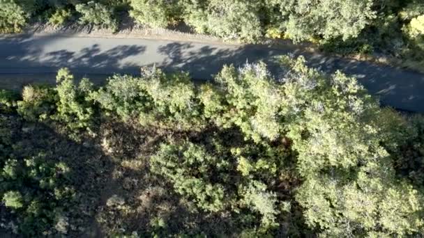 Une Voiture Conduisant Long Une Route Travers Forêt Montagne Vue — Video