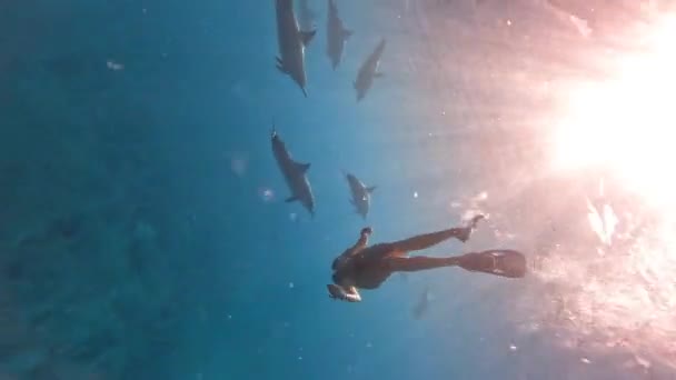 Blonde Woman Swims Pod Dolphins Underwater Ocean Turquoise Water Vertical — Stock Video