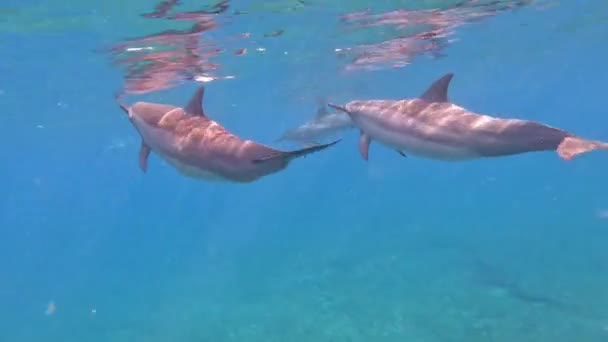 Pod Dolphins Swimming Underwater Turquoise Water Ocean — Vídeo de stock