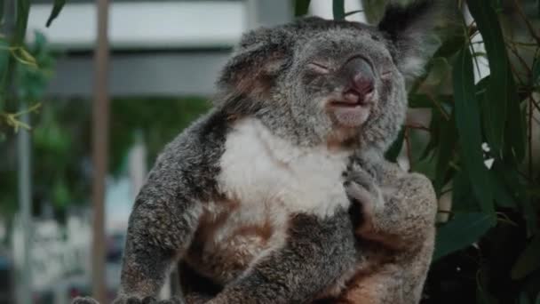 Relaxed Koala Scratches Itself — Vídeos de Stock