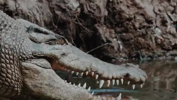 Крокодил Відкриває Рот Йде Плавати — стокове відео
