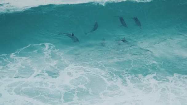 Μια Μεγάλη Ομάδα Δελφινιών Πιάνει Ένα Κύμα Και Πηδάει Πυροβολήθηκε — Αρχείο Βίντεο