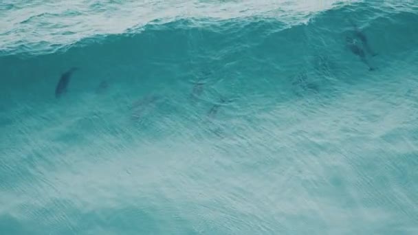 Величезний Гудок Дельфінів Ловить Хвилю Один Виходить Назовні Розстріляний Байронській — стокове відео