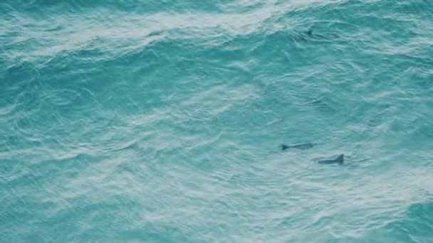 イルカの家族は愚か者だ 1人が現れ 1人は尾のフィンで水を打つ スローモーションで — ストック動画
