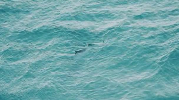 一群海豚玩得很开心 其中一个喜欢在海豚背上游来游去 用它的尾鳍触水 — 图库视频影像