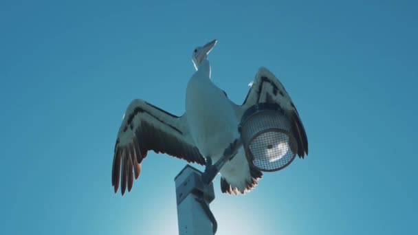 一只鹈鹕坐在灯柱上展翅 — 图库视频影像
