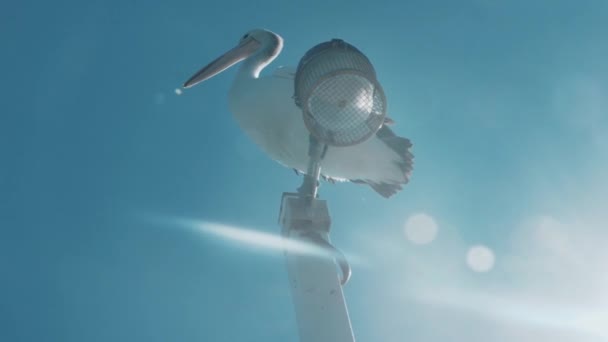 Pelikan Potrząsa Głową Ziewa Rozbłyskiem Soczewki — Wideo stockowe