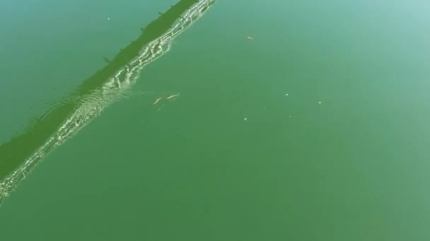 Змія Пронизує Воду Під Мостом Змія Плаче Над Водою Рептилії — стокове відео