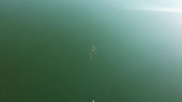 Way Snake Moves Water Snake Slithering Water Bridge Snake Crawling — Vídeos de Stock