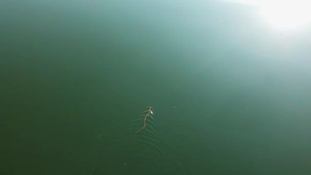 Змія Плаче Над Водою Рептилії Річці Змія Рухається Над Водою — стокове відео