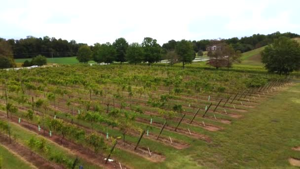 Drone Vignoble Clemmons — Video