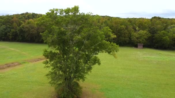 Ariel Schuss Von Einsamen Baum Großen Grünen Feld Clemmons — Stockvideo