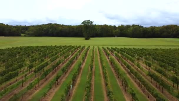クレモンズを背景に大きな木を持つブドウ畑の高速アリエルのフライオーバー — ストック動画