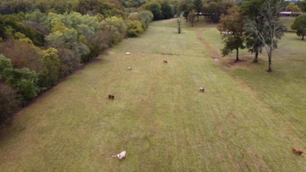 Ariel Shot Long Horn Steer Cows Fall Clemmons — 비디오