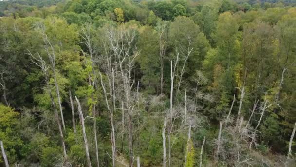 Omgekeerde Luchtfoto Van Dode Eikenbomen North Carolina — Stockvideo