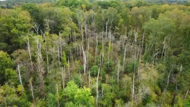 Teruskan Tembakan Udara Pohon Mati Oak Layu — Stok Video