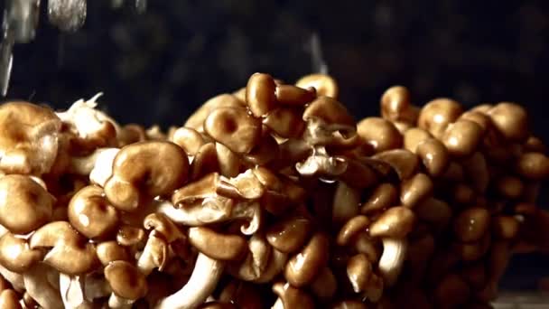Lavaggio Dell Acqua Del Rubinetto Della Cucina Funghi Shimeji Rallentamento — Video Stock