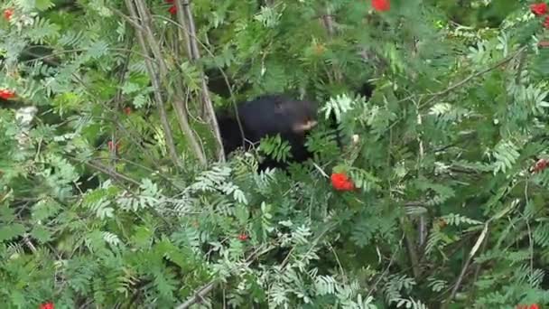 Duży Czarny Niedźwiedź Drzewie Jedzący Kwaśne Czerwone Jagody Popiołu Górskiego — Wideo stockowe