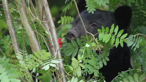 Крупный План Черный Медведь Ест Красные Ягоды Горного Ясеня — стоковое видео