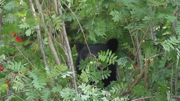 Черный Медведь Горном Ясене Смотрит Камеру Ест Красные Ягоды — стоковое видео