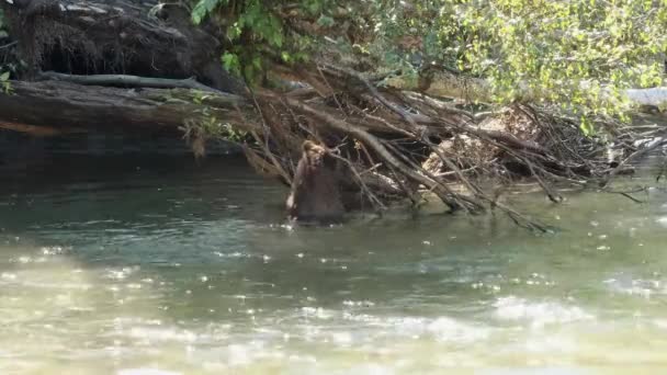 Grizzli Cherche Saumon Rivière Caché Parmi Les Branches Arbre Tombé — Video