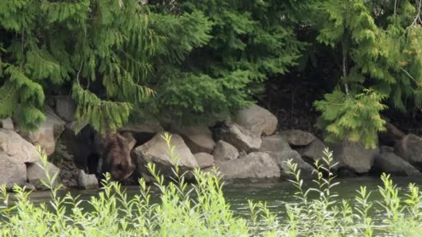 Medvěd Grizzly Vytahuje Řeky Mrtvého Lososa Balvanu — Stock video