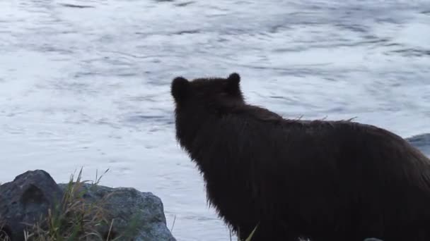 Nasser Grizzlybär Steht Schattigen Flusssteinen Neben Fließendem Wasser — Stockvideo