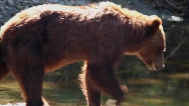Moldura Completa Urso Grizzly Desgrenhado Caminha Longo Borda Rio Procura — Vídeo de Stock