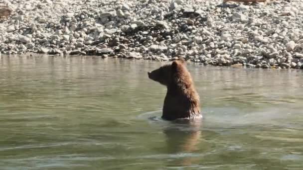 Niedźwiedź Grizzly Idzie Prosto Tylnych Nogach Rzeki Szukając Łososia — Wideo stockowe