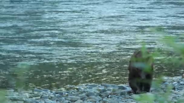 Grizzlybär Läuft Felsiges Flussufer Hinauf Defokussiertes Laub Vordergrund — Stockvideo