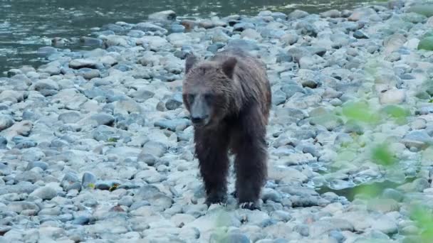 털북숭이 회색곰 은부드러운 강둑의 위에서 상류로 다닌다 — 비디오