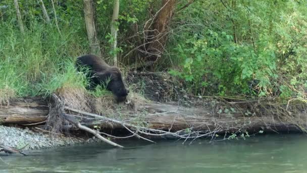 Grizzly Bear Looks Fish River Nurse Log Riverbank Shore — Video