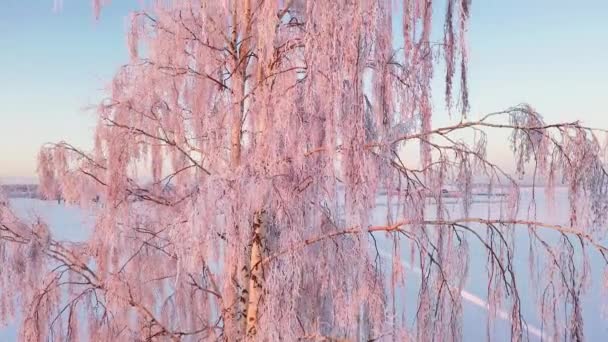 冬の不思議の国の白樺の魔法の凍結枝 登るビューを閉じる — ストック動画