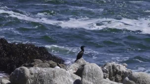 Neotroper Kormoran Auf Felsen Sitzend Hintergrund Krachende Wellen Phalacrocorax Brasilianus — Stockvideo
