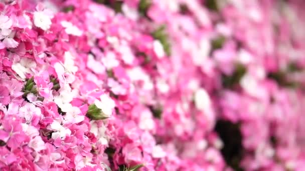Close Βάθος Του Πεδίου Κόκκινα Λουλούδια Στο Kunming Dounan Flower — Αρχείο Βίντεο