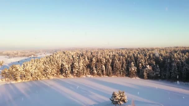 Majestatyczny Las Zimowy Pola Podczas Opadów Śniegu Słoneczny Lodowaty Dzień — Wideo stockowe