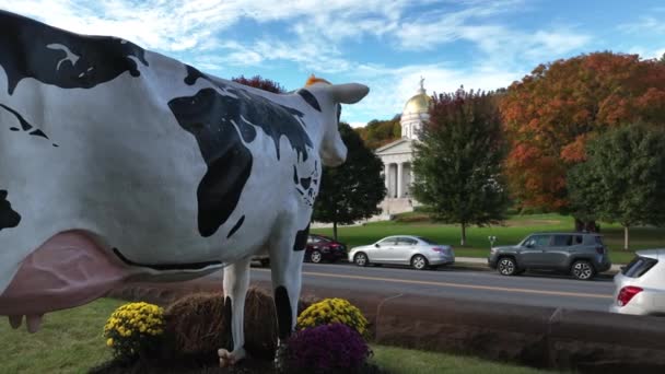 バーモント州家の向かいに牛の像 キャピトルビルの近くの酪農家のアートワーク — ストック動画