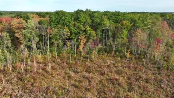 新英格兰森林遭到破坏 秋天的空中 有常青树和清晰的伐木区 — 图库视频影像