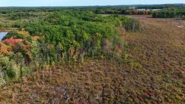 Clear Cut Forest New Tree Growth Forest Fire Autumn Foliage — Stock Video
