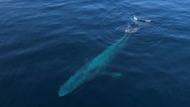 一只4K片断的蓝鲸浮出水面 从加州奥兰治县海岸线喷出 — 图库视频影像
