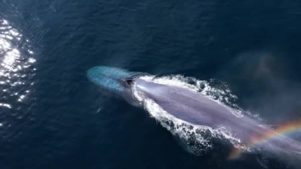 Beste Drone Beelden Van Een Blue Whale Duiken Een Grote — Stockvideo