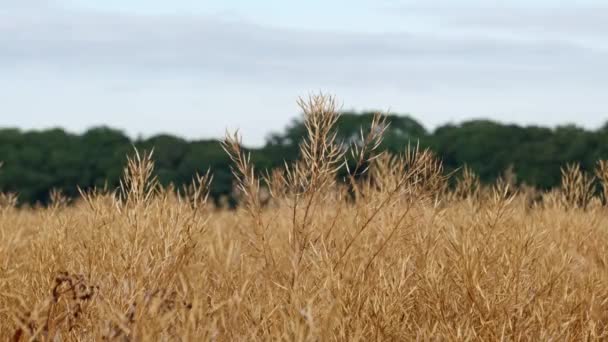 Statický Záběr Řepkového Semene Rostlinné Plodiny Zlatožluté Lesním Pozadím Připravené — Stock video