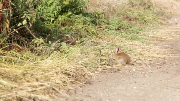 イギリスの田舎にいる野生のウサギです — ストック動画