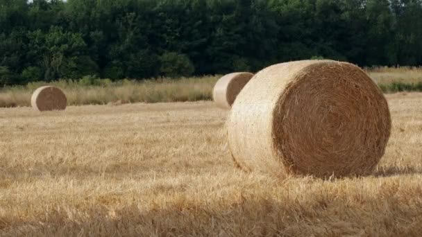 夏の晴れた暑い日にイギリスの畑で収穫したばかりの丸い干し草のベイル静的ショット — ストック動画