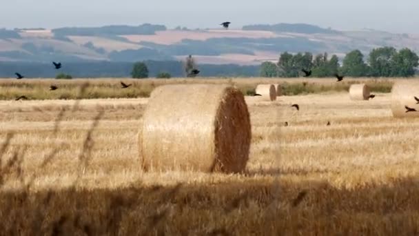 Feld Aus Geerntetem Weizen Heuballen Und Schwarzen Krähen Die Auf — Stockvideo