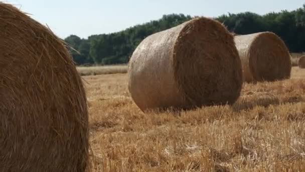 夏の晴れた暑い日にイギリスのフィールドにある丸い干し草の湾 動きでプッシュインショット — ストック動画