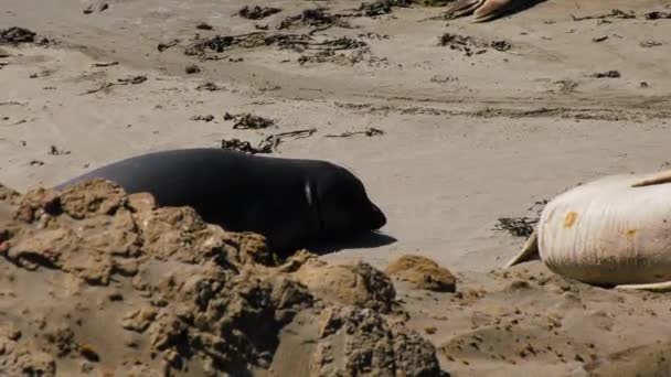 Filhote Foca Porto Descansando Nas Areias Baía Morro Ensolarada Califórnia — Vídeo de Stock