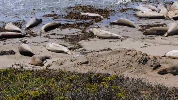 Тюлененок Передвигается Центре Колонии Песках Залива Морро Солнечная Калифорния Ручная — стоковое видео